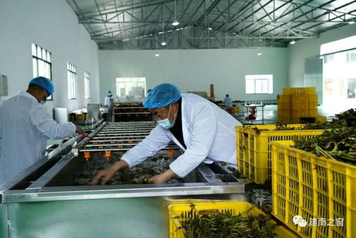 东西部协作项目建南香椿加工厂正式投产运营