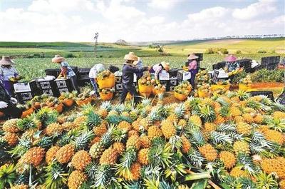 湛江徐闻菠萝对接RCEP首次出口新加坡